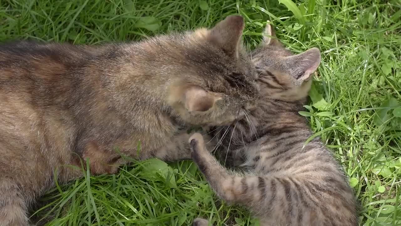 Cat & Kitten