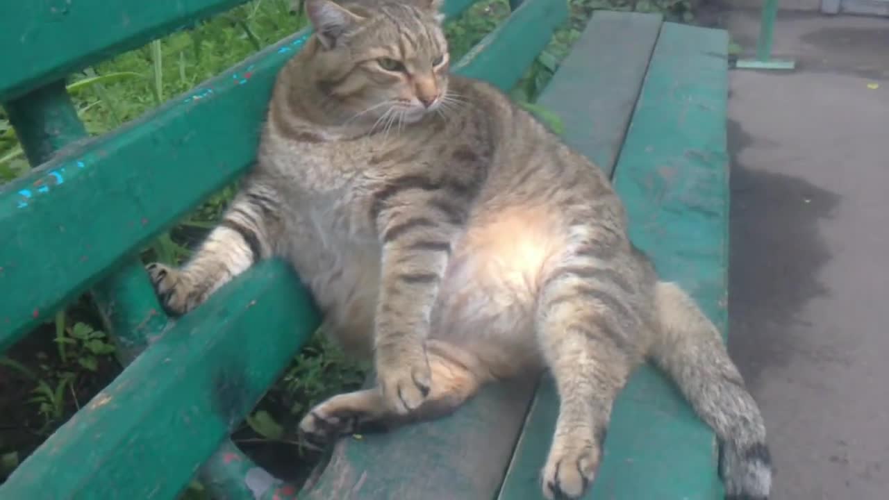 Chillin fat cat