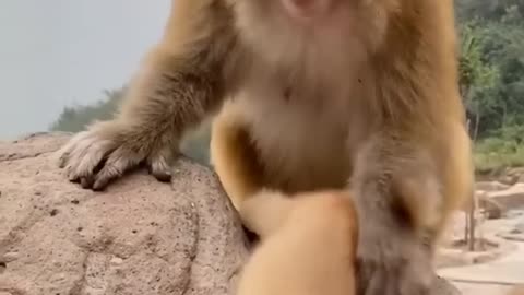 Monkey funny video ❤😘