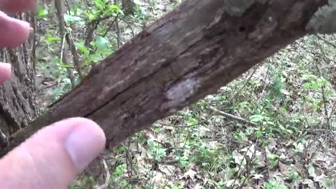 ASMR Outdoor Sounds Tapping & Scatching (No Talking)