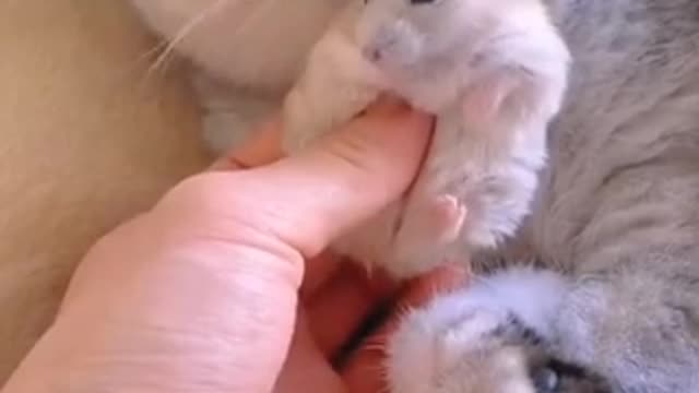 Cat and baby cat 🐱 moments