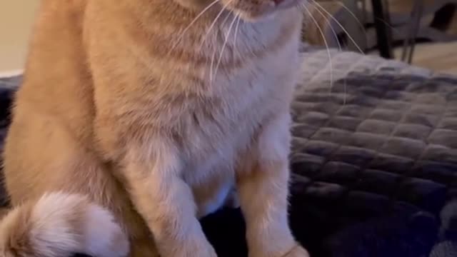 Don’t worry, he got several pieces of 🧀 #hungryboi #tiktokcats