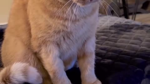 Don’t worry, he got several pieces of 🧀 #hungryboi #tiktokcats