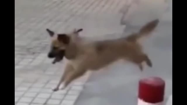 Dog funny video ll #shorts ll funny dog video