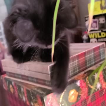 Kiwi attacks plant !