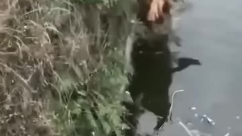 Cat funny videos-animals funny videos