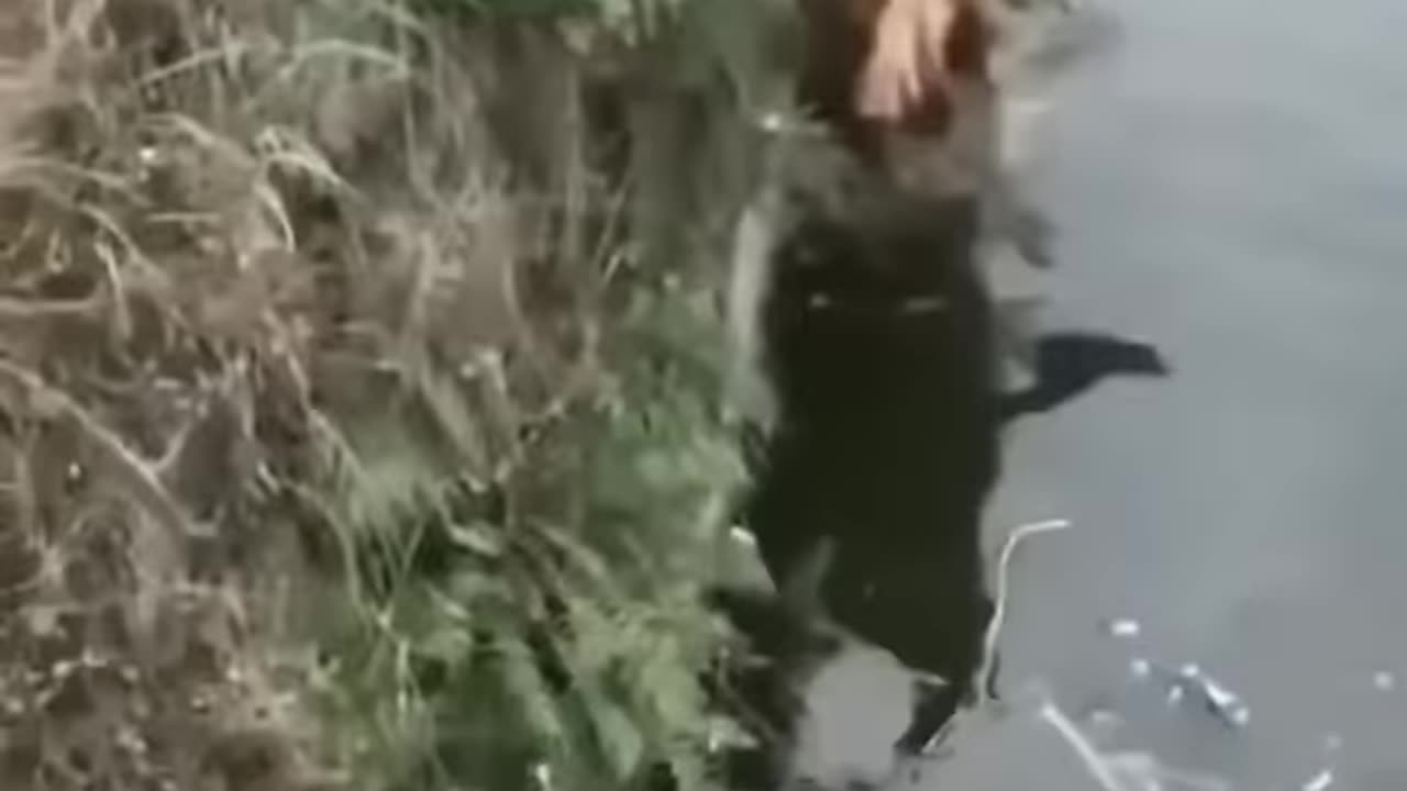 Cat funny videos-animals funny videos