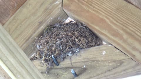 Bird Nest