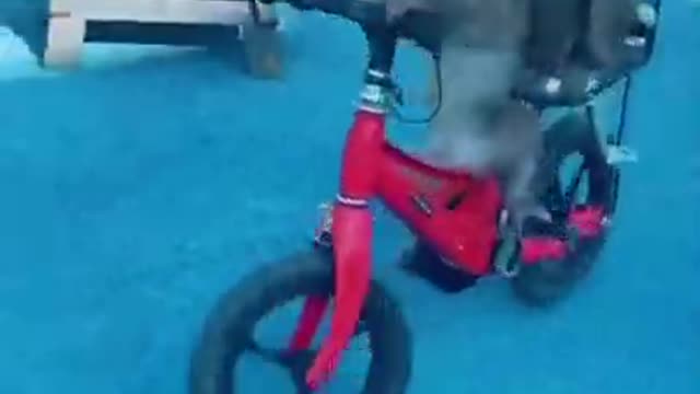 funny monkey short