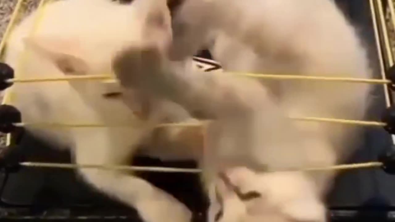 Cat wwe wrestling 🤣😂🤣