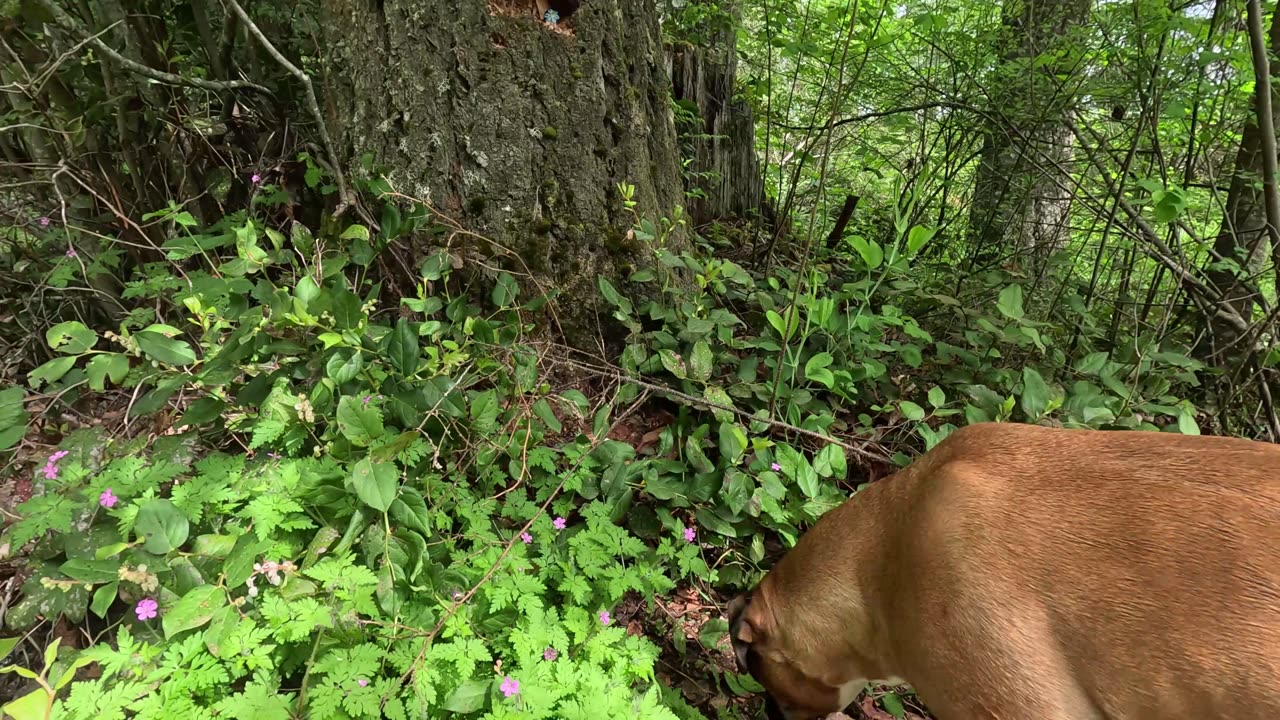 Finding more new painted rocks with my boys, Harvey and Clyde.