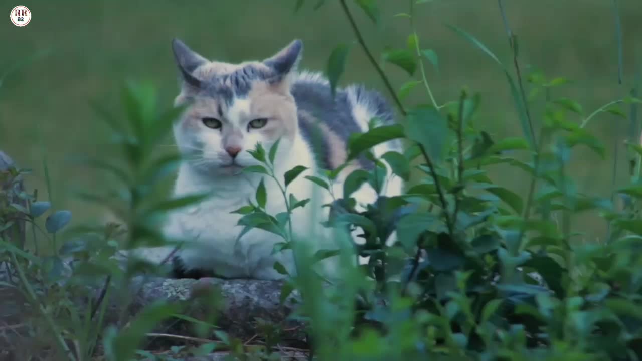 Cute Nice Animal Pet Cat | 4k ultra HD Pet Video