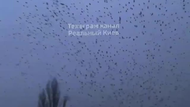Large amount of birds Kiev #EatCrow