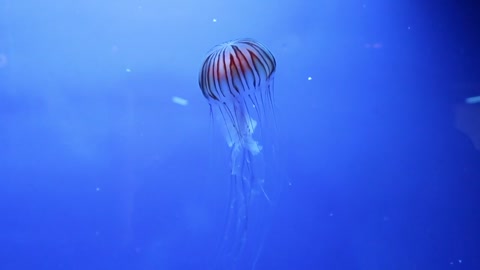 Slow motion fish on display