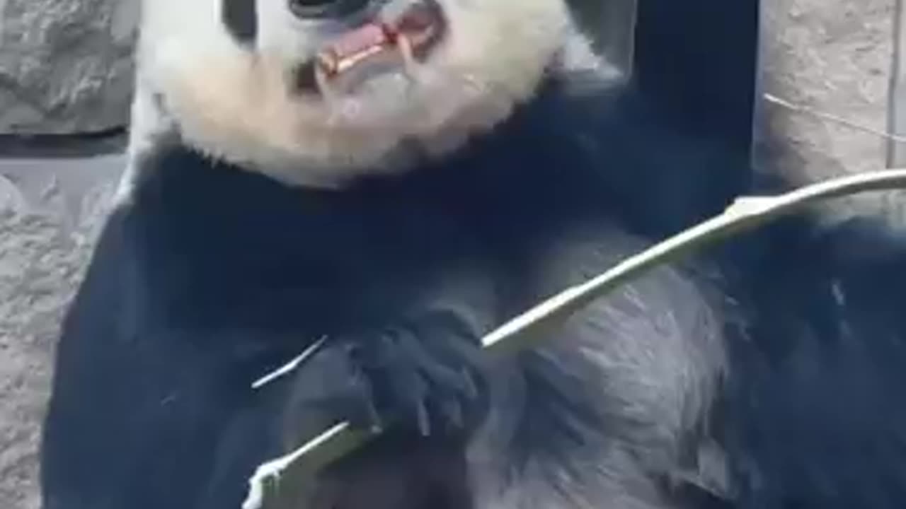 how cute pandas eating bamboo