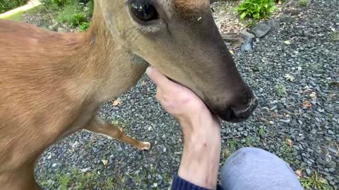 I feed 🍏 🥕 🥜 & scratch them 🦌 then a few taps and they leave ✝️ NW NC High country God’s country