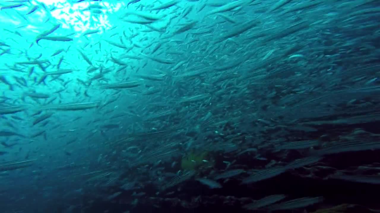 Mergulhador tem encontro próximo com o maior predador do oceano