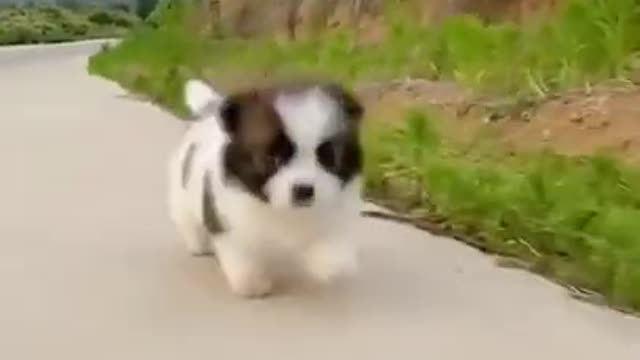 Funny Animal Videos Awesome Funny Pet Animals Cute Animals Super Funny Dog Videos