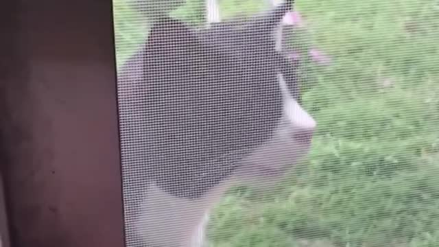 Cat inspired song 🐈