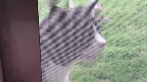 Cat inspired song 🐈