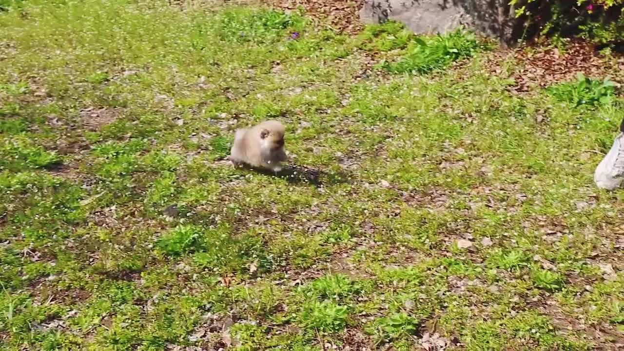 Fantastic teacup puppy orange pomeranian video