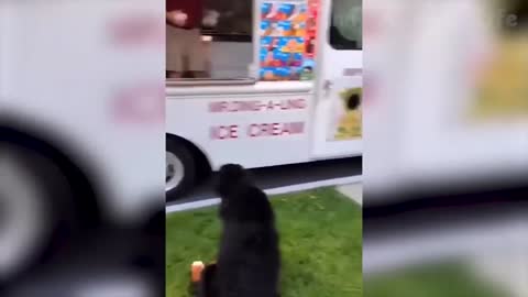 Hungry dogs with a cats such hilarious video