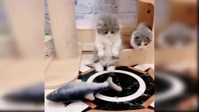 Baby Cats--- Cute And Funny Cat Videos Compilation | see Animal