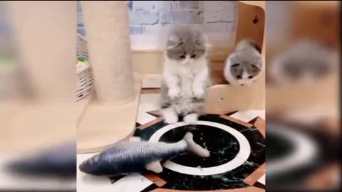 Baby Cats--- Cute And Funny Cat Videos Compilation | see Animal