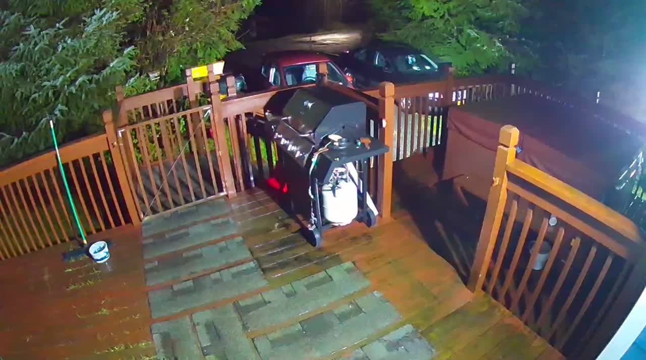 Family of Bears Climbs Over Gate to Eat Cat Food