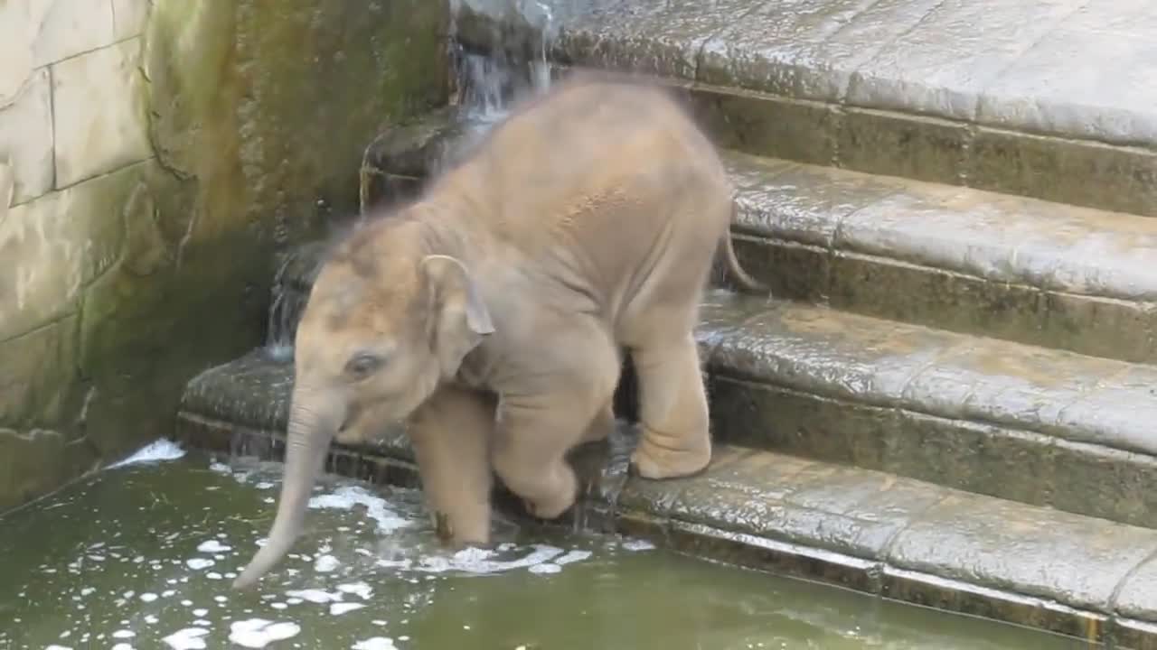 Elefantenbaby geht baden im Zoo Hannover