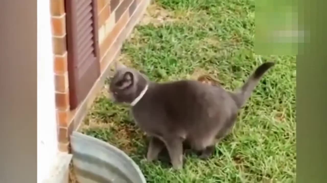 Stupid cat compilation