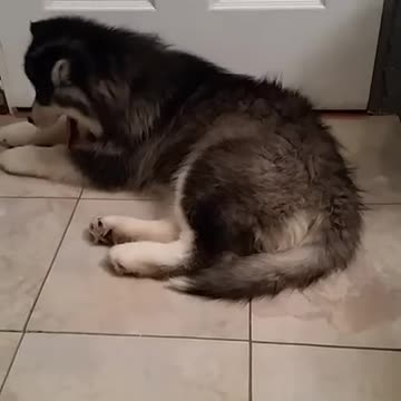 Husky Puppy Howling
