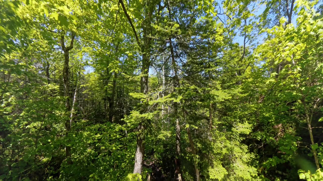 Mountain Trail, Flowerpot Island