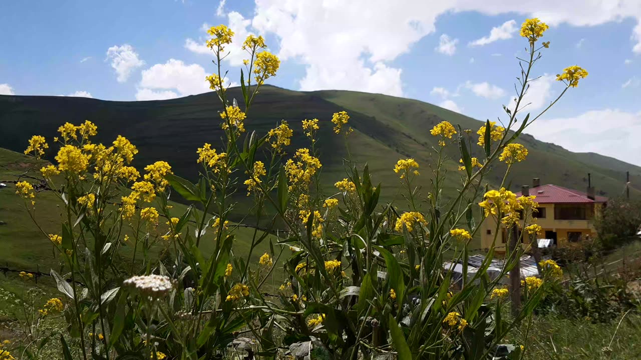 YELLOW DAISIES