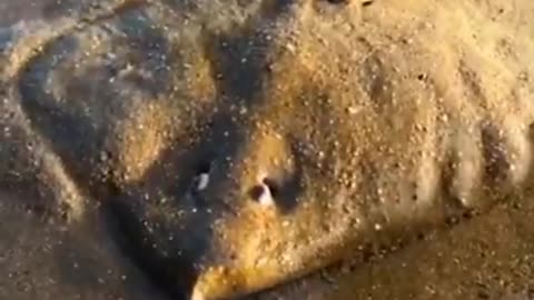 RARE FOOTAGE: Stingray Giving Birth | Datta Bhadale