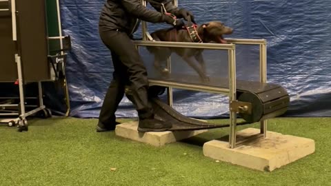 Energetic Dog Trains on Treadmill