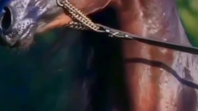 the horse is running too fast