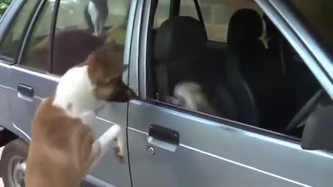 Angry Cats VS Dogs Funny Compilation !!