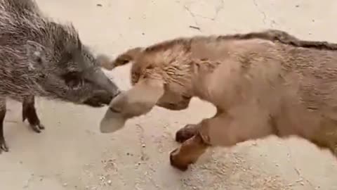 A wild boar