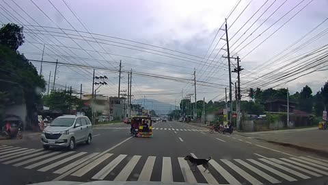 Dog Uses Crosswalk on Busy Street