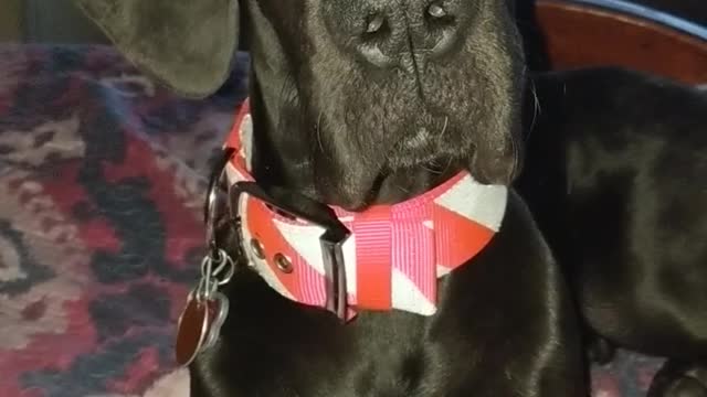 Highly confused Dane