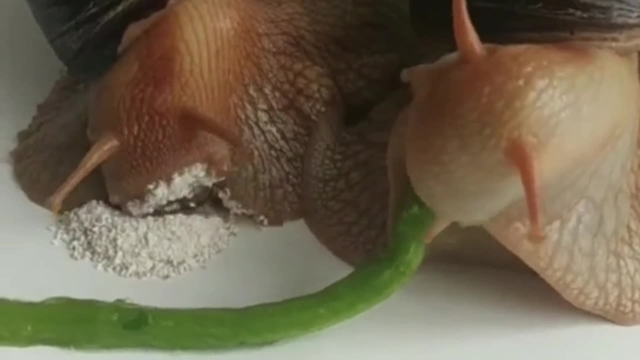 Gourmet Snails: Slow and Savory Feeding Time