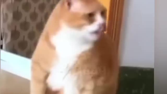 Funny Cat & Dog Video short😂