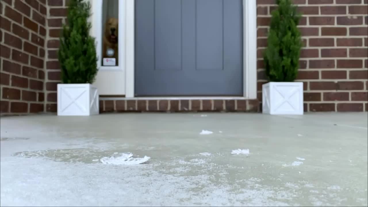 My Dog Rents a Swimming Pool