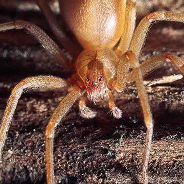 Top 10 North American Animals with Misplaced Reputations Part 2