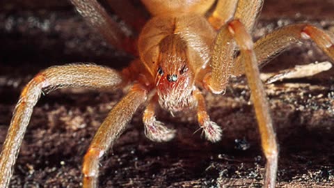 Top 10 North American Animals with Misplaced Reputations Part 2