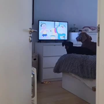 Dogs love watching movies،,dogs ,,movies ,funny movies,cool videos