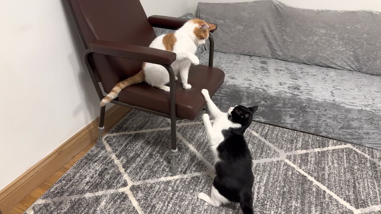 Cat Fight