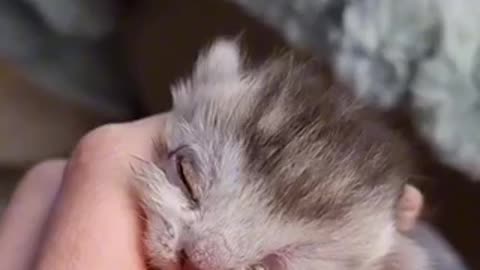 Amazing cat 🐈 trending video