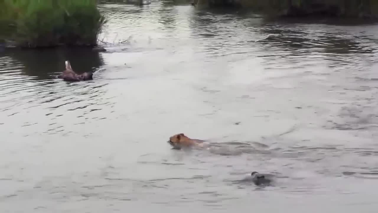 Swimming Lion